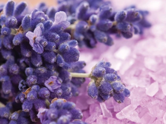 Rezerva odorizant camera Spring Air Lavender