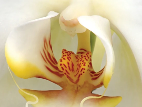 Rezerva odorizant camera Spring Air White Orchid