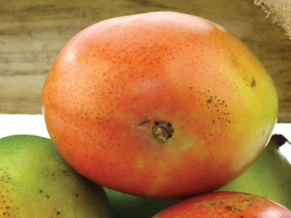 Rezerva odorizant camera Spring Air Mango Fresh