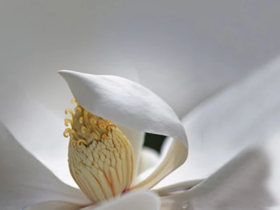 Rezerva odorizant camera Spring Air Magnolie