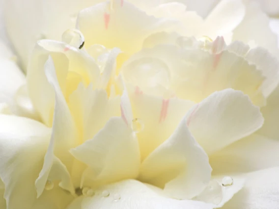Rezerva odorizant camera White Flower