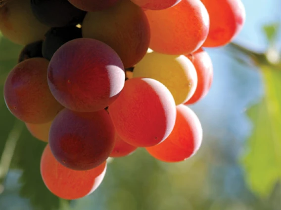 Rezerva odorizant camera Spring Air Grapes