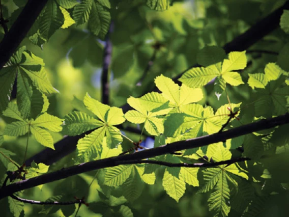 Rezerva odorizant camera Green Forest profesional