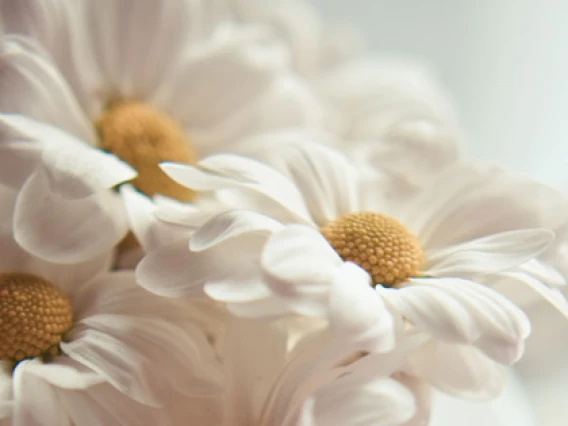 Rezerva odorizant camera Spring Air  Chamomile